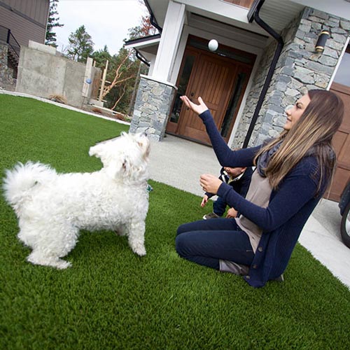 image of Pet friendly artificial grass for your furry friends available at SYNLawn Jacksonville