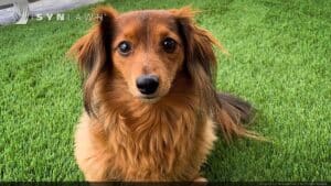 SYNLawn Jacksonville FL pets artificial grass safe for dogs cats and all animals