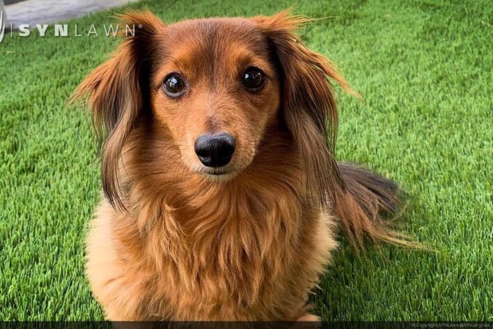 SYNLawn Jacksonville FL pets artificial grass safe for dogs cats and all animals