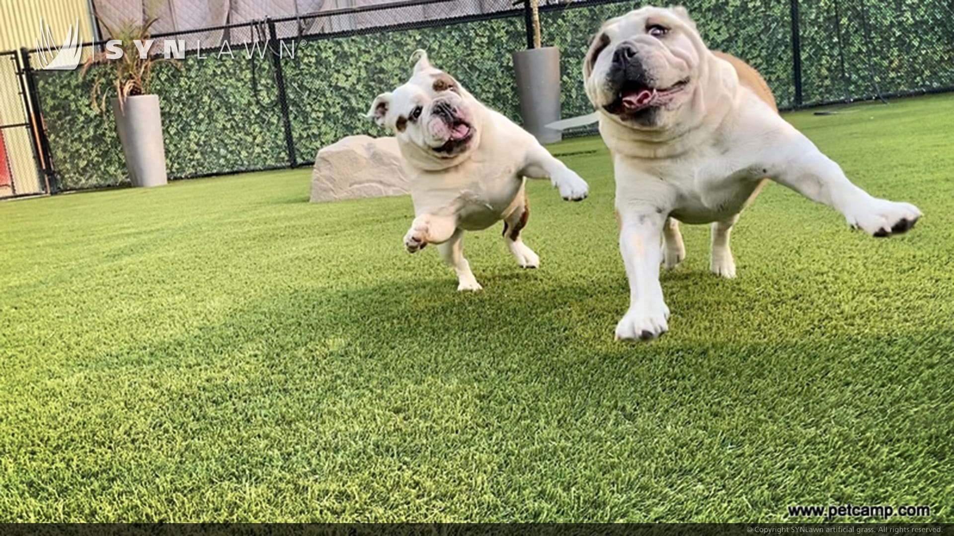 SYNLawn Jacksonville FL pets camp dogs playing doggy day care facility