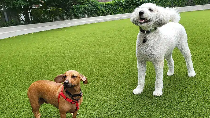 dogs playing on artificial grass