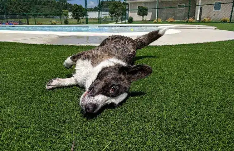 Dog relaxing on artificial grass from SYNLawn
