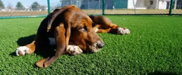 Dog laying on artificial grass from SYNLawn