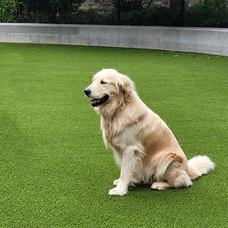 Dog sitting on artificial grass from SYNLawn